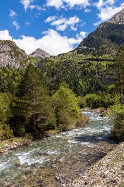 Berrak bir dağ nehri, yemyeşil bir ormanda, parlak mavi bir gökyüzünün altında akıyor.