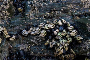 Close-up of gooseneck barnacles and mussels clinging to a rocky surface at low tide. clipart