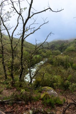 Çıplak ağaçlar dağlardaki sisli bir nehir vadisini çevreleyerek sakin ve atmosferik bir manzara yaratıyor.