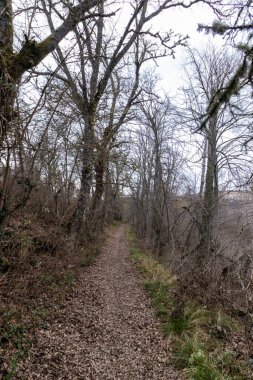 Sakin yürüyüş patikaları, sonbahar mevsiminde, yapraklarla kaplı, çıplak ağaçlardan oluşan sakin bir ormanın içinde dolaşır.