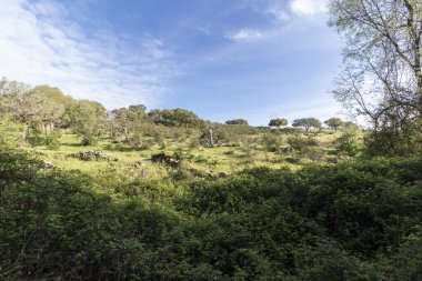 Berrak mavi gökyüzü olan yemyeşil bir tarla. Gökyüzü bulutlarla kaplı ve güneş ışıl ışıl parlıyor. Alan ağaçlar ve çalılarla dolu. Huzurlu ve huzurlu bir atmosfer yaratıyorlar.