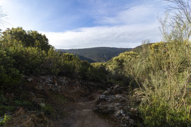 İçinden toprak yol geçen bir orman. Gökyüzü mavi ve ağaçlar yeşil