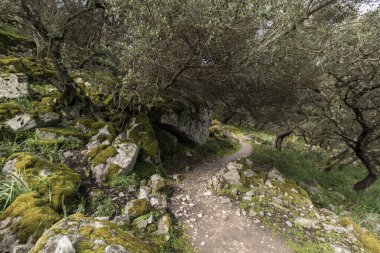 Yosun kaplı kayalar ve ağaçlar sardunya, İtalya 'daki bir zeytin koruluğunda dolambaçlı bir yol boyunca sakin bir doğal manzara yaratırlar.
