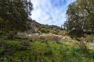 Ağaçları ve çalıları olan kayalık bir dağın eteğinde yosun ve çimlerle dolu yeşil çayır, beyaz bulutlu mavi bir gökyüzünün altında.