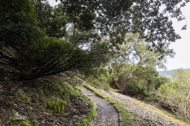 Huzurlu bir orman ortamında gezinen manzara yolu, keşif ve keşiflere davetiye çıkarıyor.