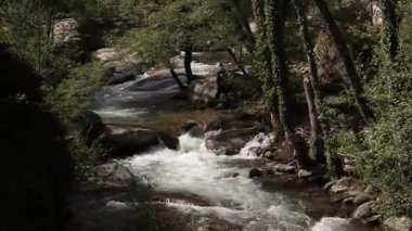 İlkbaharda yemyeşil ormanlardan akan nehir.