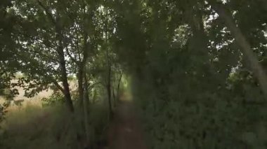 Buğday tarlası yakınlarında yeşil çitlerin üzerinde yürüyorum.