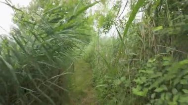 Doğadaki uzun otların arasından yemyeşil yol.