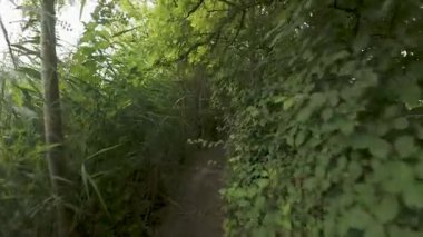 Bereketli yeşil orman yolunda yürüyorum