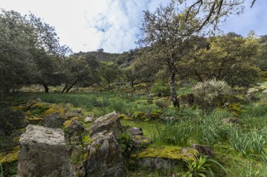 Yosun dolu kayalar ve ağaçların arasında yeşeren yeşil çayır huzurlu ve canlı bir doğal manzara yaratıyor.