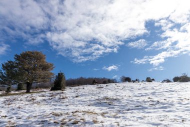 Kar kaplı bir yamaçta, tüylü beyaz bulutlarla benekli mavi bir gökyüzünün altında vahşi atlar otluyor.