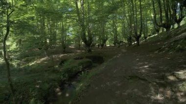 Durgun bir orman yolunda yürüyorum benekli güneş ışığıyla