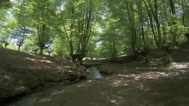 Otzarreta Kayın Ormanı yemyeşil ağaçların arasından akan dere