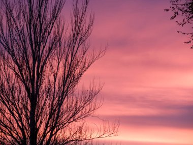 Göz kamaştırıcı günbatımı gökyüzü yapraksız ağaç dallarının silueti için canlı bir zemin oluşturur.