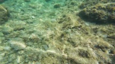 Yeşil posidonia okyanusitsa kristal berrak suda yavaşça sallanıyor