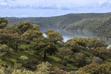 Tagus Nehri kıyılarını kaplayan muhteşem bahar manzarası Monfrage Ulusal Parkı, Extremadura