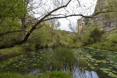 Nilüferler ve ağaçların ve kayaların yansımaları ile dolu sakin bir göleti çevreleyen yemyeşil bitki örtüsü.