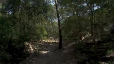 Güneşli ormanda yol boyunca yürürken