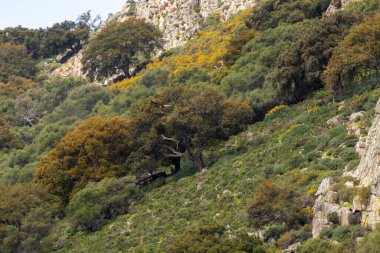 Akdeniz üzerinde uçan akbaba ve dağ yamacındaki ağaçlar