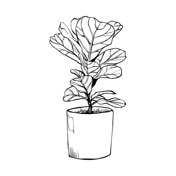 Plante Intérieur Décorative Avec Plante Pot Noir Vecteur Illustration Design — Image vectorielle