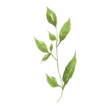 çiçek illüstrasyon yeşil yaprak koleksiyonu natürmort düğün arka planı selamlar moda duvar kağıdı, okaliptüs, zeytin, yeşil yapraklar, vs..