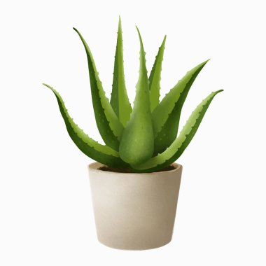 aloe vera bitkisi beyaz üzerine izole