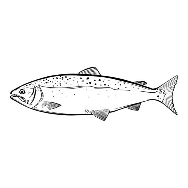 Fish hand drawn illustration  on a white background