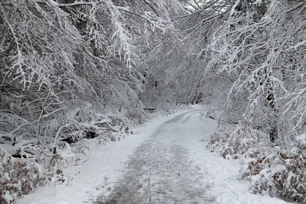 Caminho Nevado Intocado Sopra Através Uma Floresta Com Ramos Fortemente Imagem De Stock