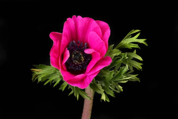 Purpurová Sasanka Květiny Listy Izolované Proti Černé — Stock fotografie