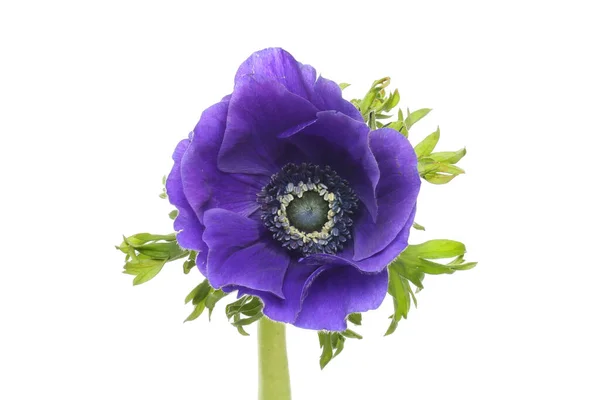 Blå Anemon Blomma Isolerad Mot Vit — Stockfoto