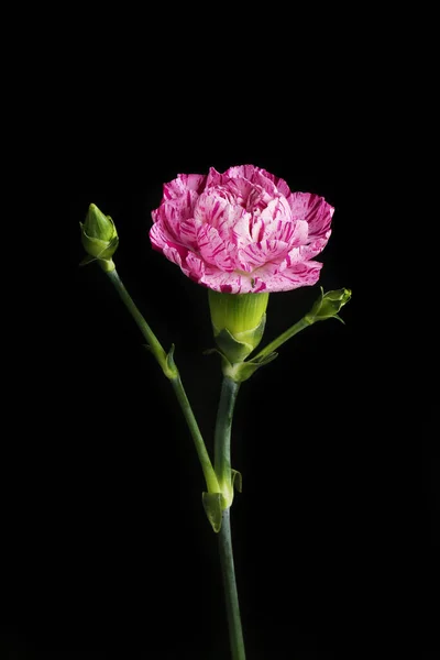 Fialové Pruhované Karafiáty Květiny Pupeny Izolované Proti Černé — Stock fotografie