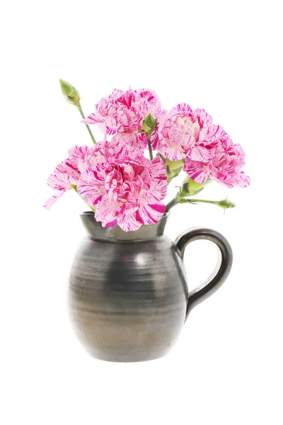 Carnation Flowers Pottery Jug Isolated White — Stock Photo, Image