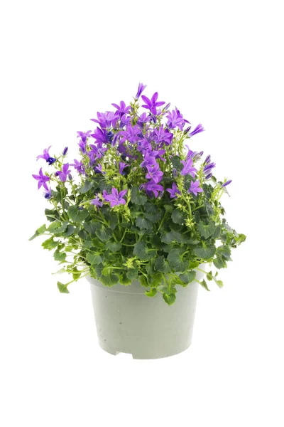 Plante Campanule Fleurs Dans Pot Isolé Contre Blanc — Photo