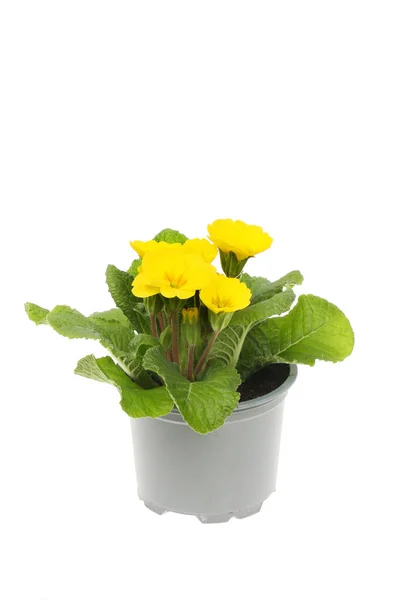 Flowering Primrose Plant Pot Isolated White — Stock Photo, Image