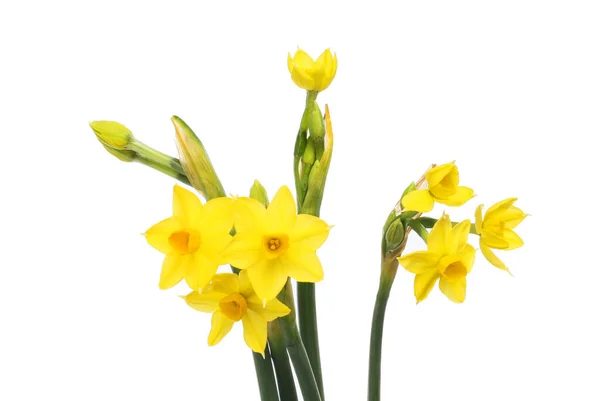 Tete Tete Narcissus Flowers Buds Isolated White — Stock fotografie