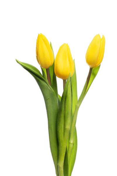 Trzy Żółte Kwiaty Tulipana Odizolowane Białego — Zdjęcie stockowe