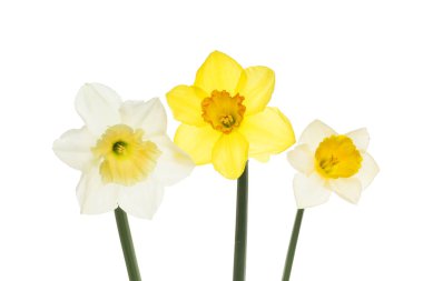 Beyazlara karşı izole edilmiş üç farklı nergis çiçeği çeşidi.
