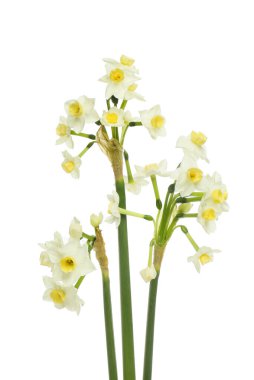Beyaz narsisli çiçekler beyaz bir arkaplanda izole edilmiş