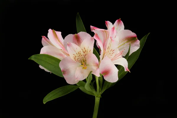 Ζυμαρικά Ροζ Και Μοβ Λουλούδια Alstroemeria Απομονωμένα Κατά Του Μαύρου — Φωτογραφία Αρχείου