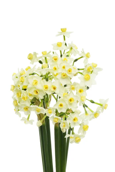 Primer Plano Ramo Flores Narcisas Blancas Papel Aisladas Contra Blancas —  Fotos de Stock
