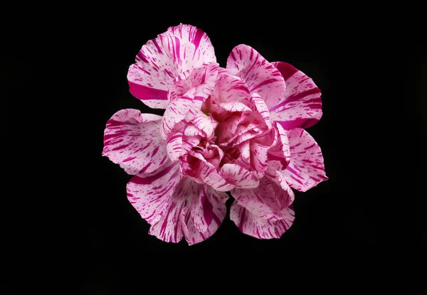 Tek Pembe Mor Karanfil Çiçeği Siyahlara Karşı Izole — Stok fotoğraf