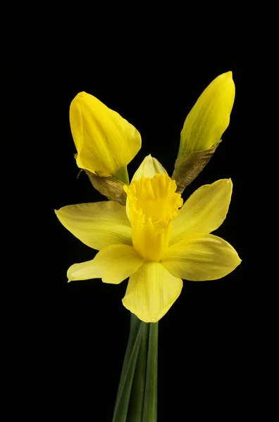 Daffodil Flower Buds Isolated Black — Stock Photo, Image