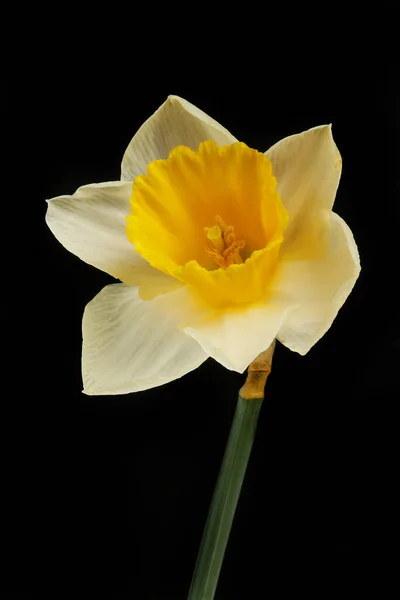 Nahaufnahme Einer Weißen Und Gelben Narzissenblüte Isoliert Vor Schwarzem Hintergrund — Stockfoto
