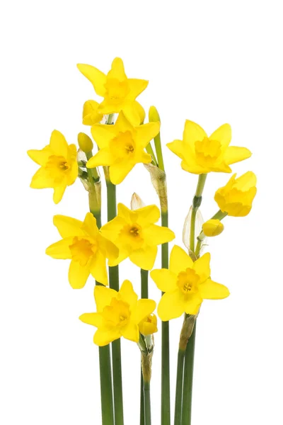 Group of golden yellow daffodils isolated against white