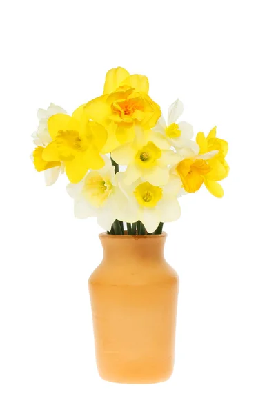 Plaatsing Van Gemengde Narcissen Bloemen Een Terracotta Vaas Geïsoleerd Tegen — Stockfoto