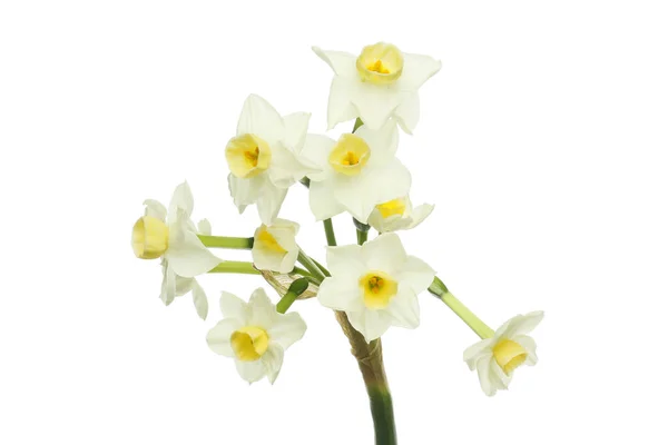 Flores Narcisas Blancas Aisladas Sobre Fondo Blanco — Foto de Stock