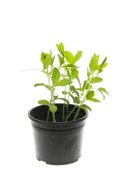 Sweet Pea Seedlings Pot Isolated White — Stock Photo, Image