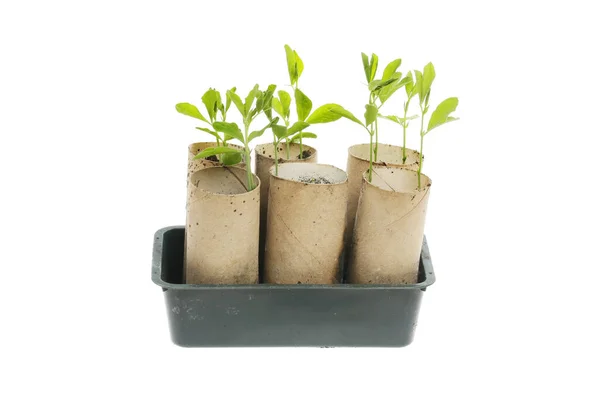 香豌豆幼苗生长在与白色隔绝的厕纸堆芯中 — 图库照片