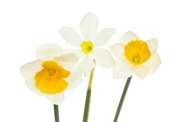 stock image Three different variety daffodil flowers isolated against a white background