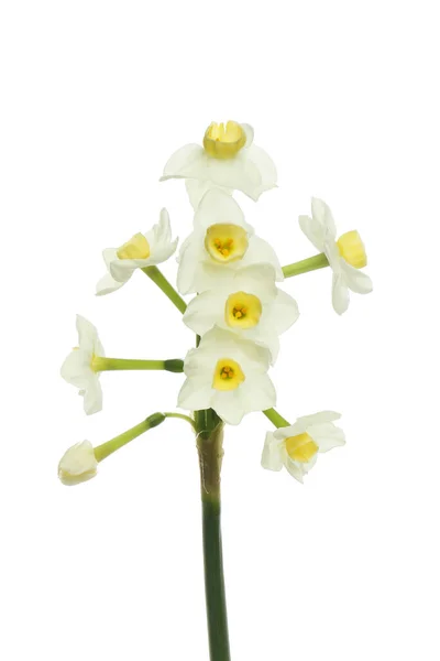 白に対して隔離された白い水仙の花頭 — ストック写真